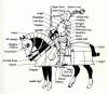 Armour diagram Equestrian