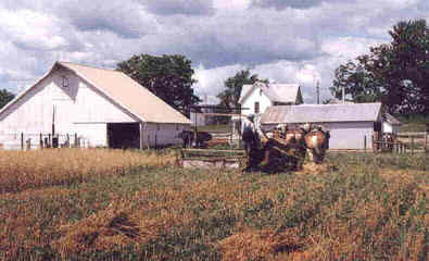 Binder working in oats in 1999