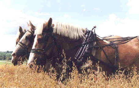 Horses at work