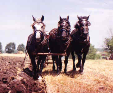 Plowing with 3 abreast in July, 2000.