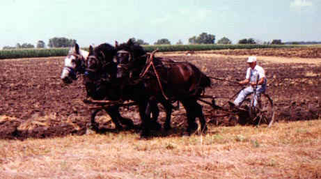 Sulky plow pulled by 3 abreast in July of 1999.