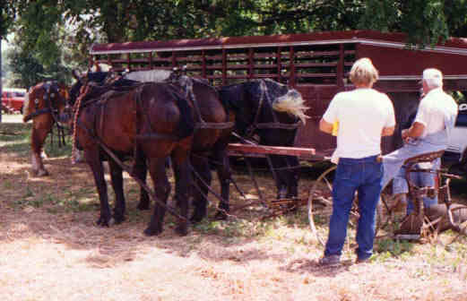 Resting the horses.