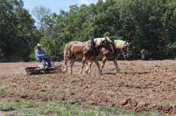 Back To The Farm Reunion 2023 - Farming Demonstration With Horse Power