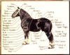 Parts of the horse